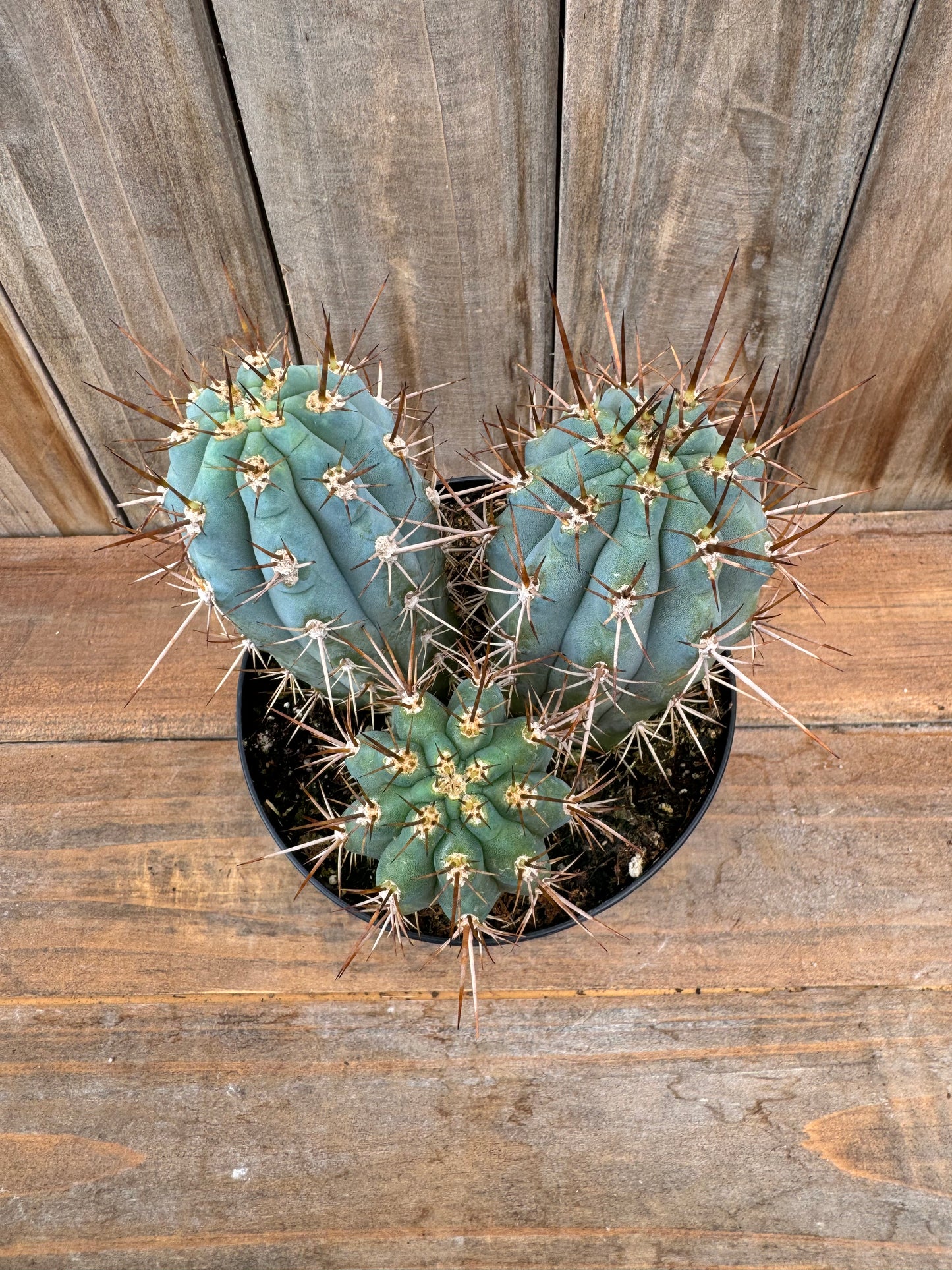 Blue Cereus