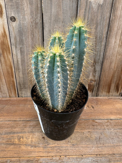 Blue Candle Cactus