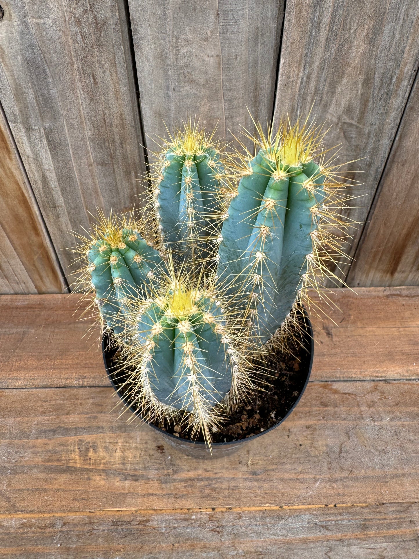 Blue Candle Cactus