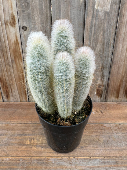 Austrocephalocereus dybowskii