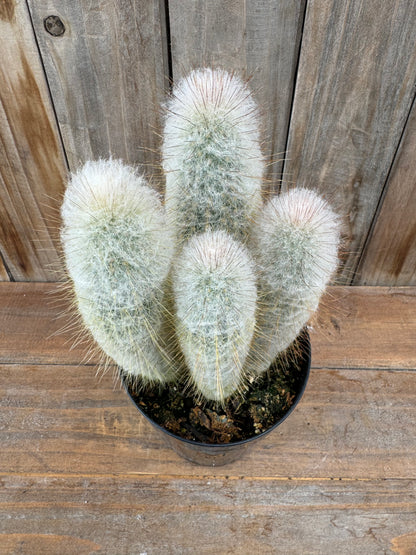 Austrocephalocereus dybowskii