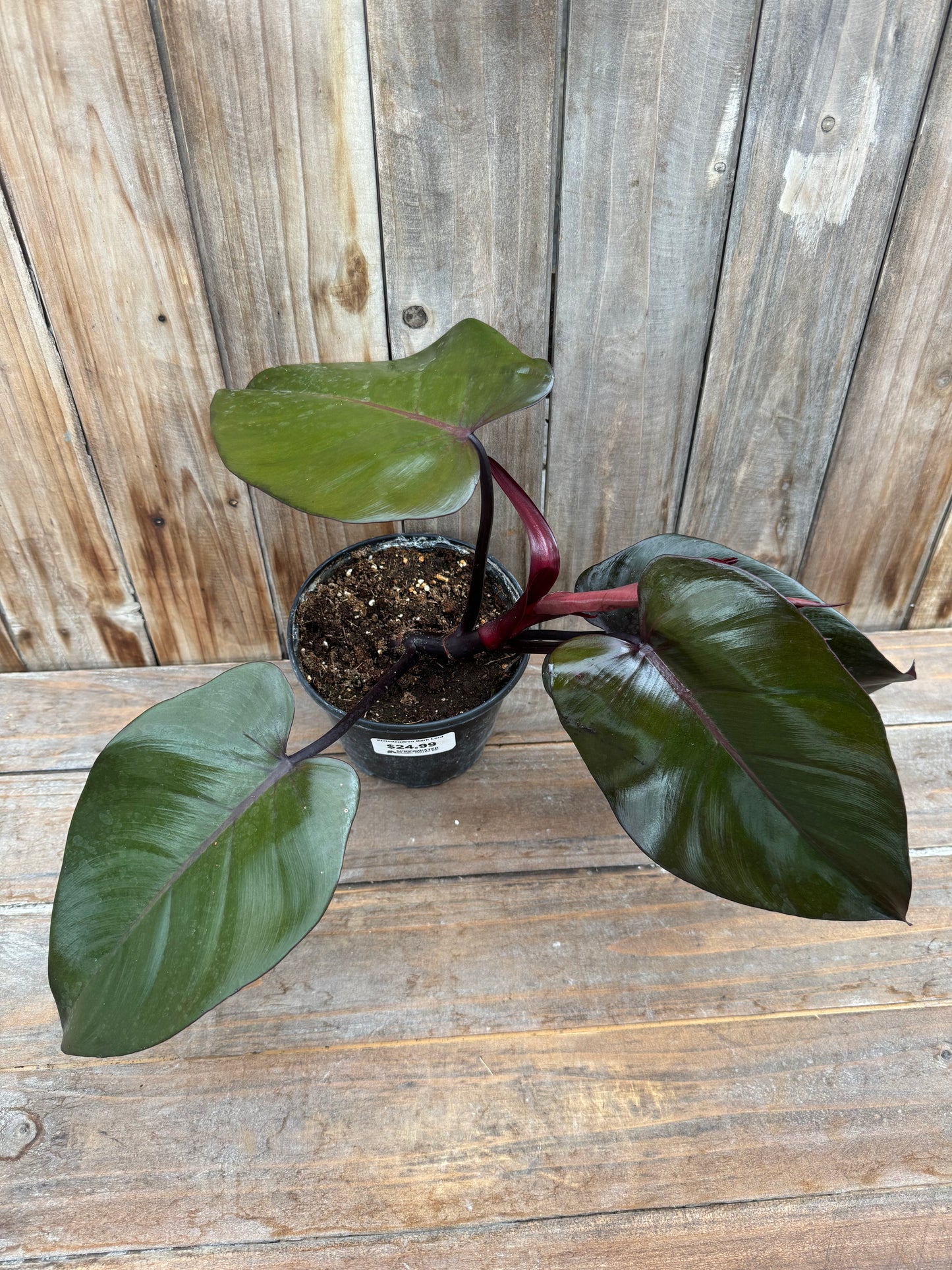 Philodendron Dark Lord