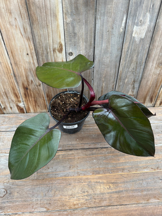 Philodendron Dark Lord