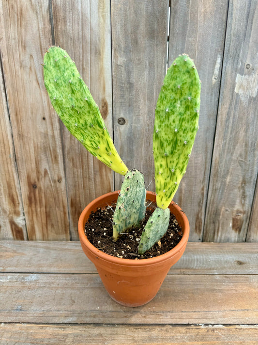 Variegated Prickly Pear (Opuntia)