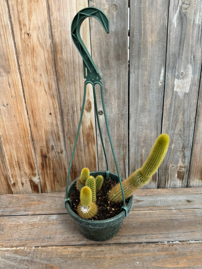 Monkey Tail Cactus