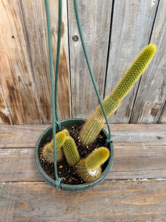 Monkey Tail Cactus