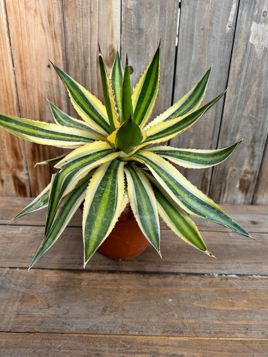 Agave Quad Colour