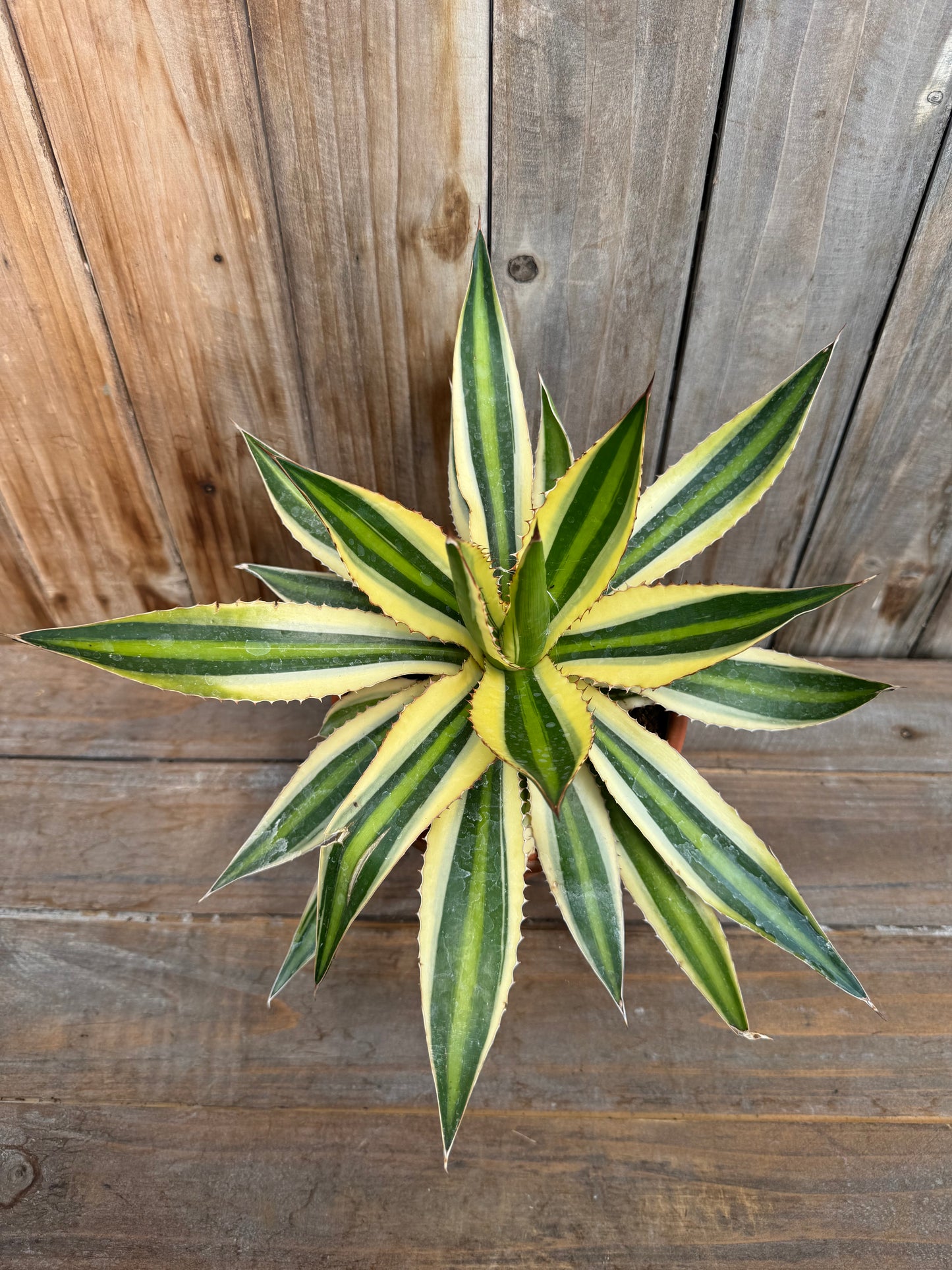 Agave Quad Colour