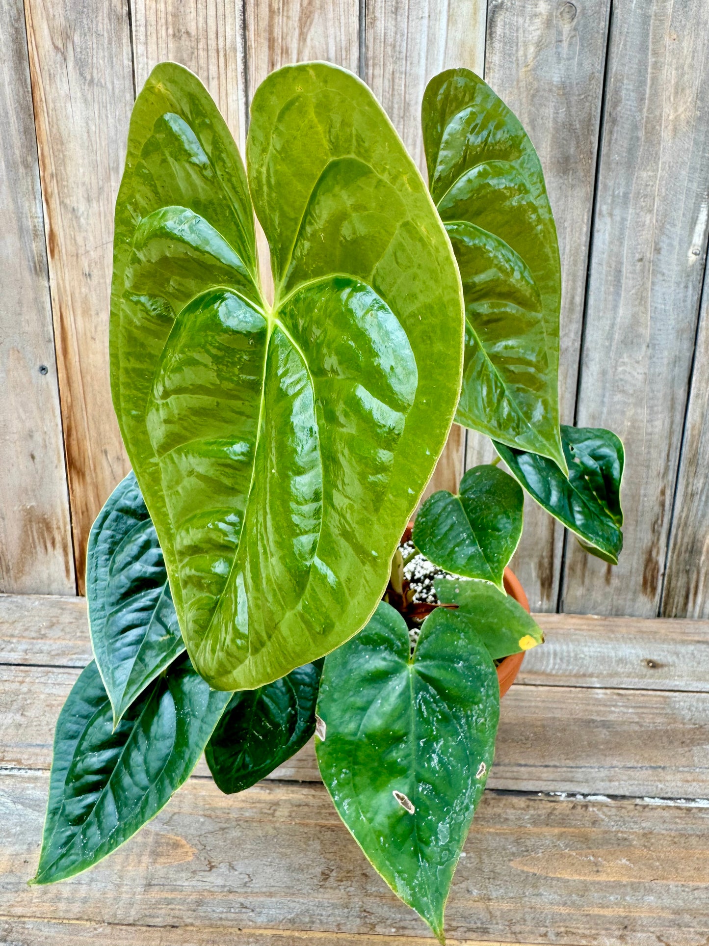 Anthurium corallinum x Anthurium luxurians