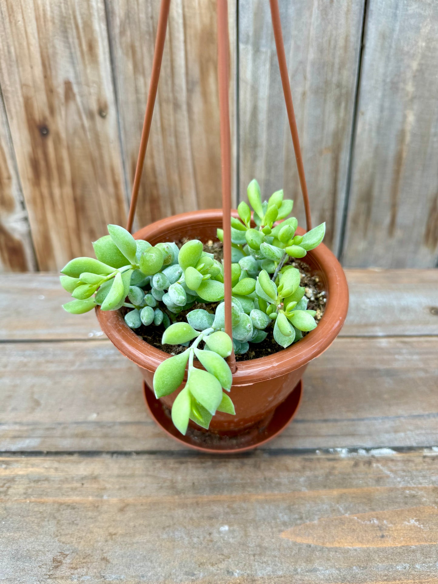 Cotyledon pendens