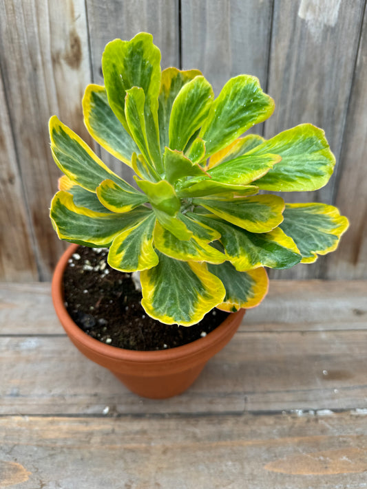 Euphorbia poissonii variegated