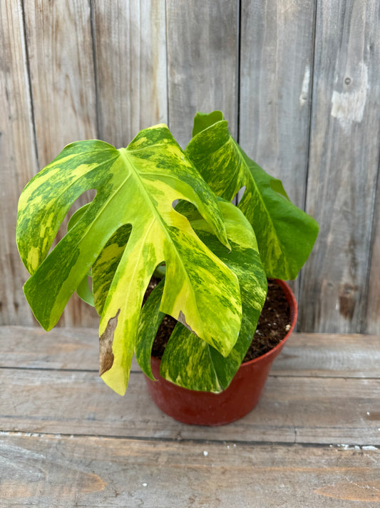 Monstera Aurea