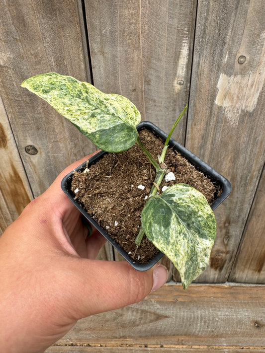 Cebu Blue Pothos Variegated