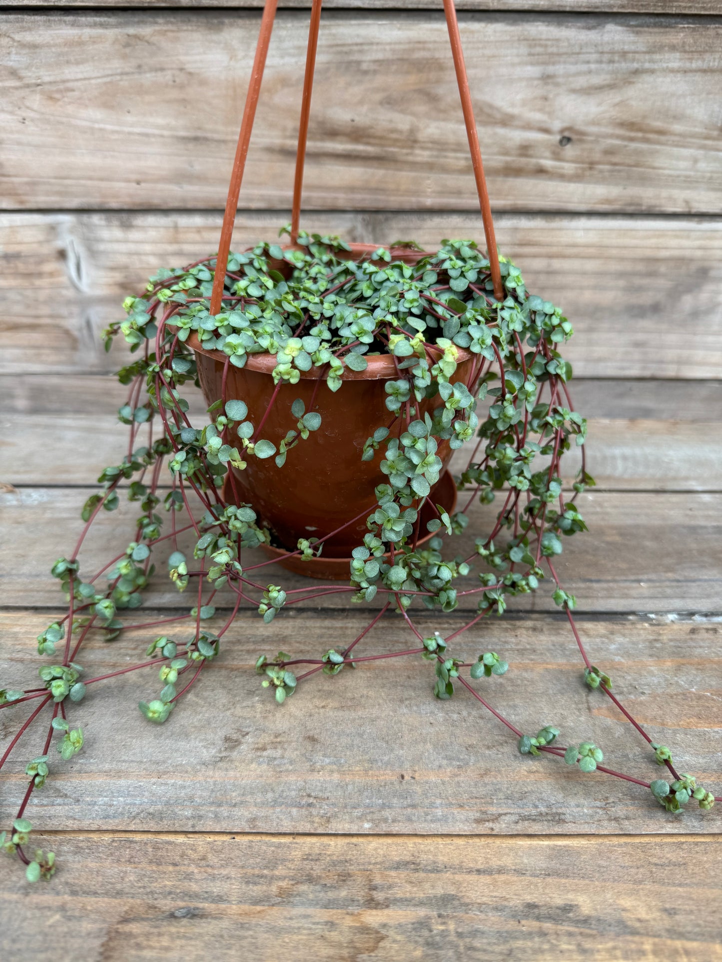 Pilea Aquamarine