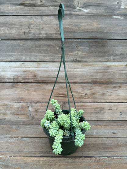 Sedum morganianum (Burro's Tail) *LOCAL PICK UP ONLY*