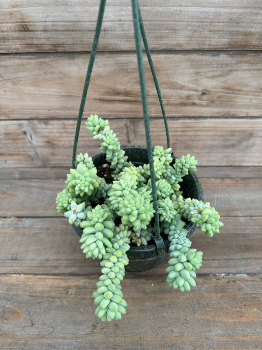 Sedum morganianum (Burro's Tail) *LOCAL PICK UP ONLY*