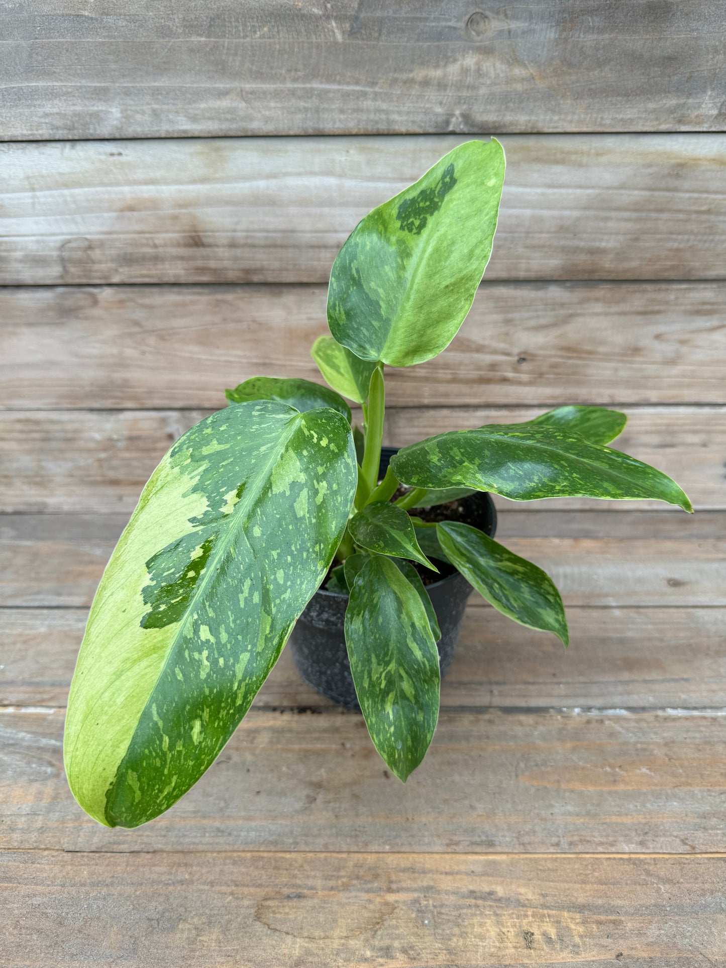 Philodendron Jose Buono