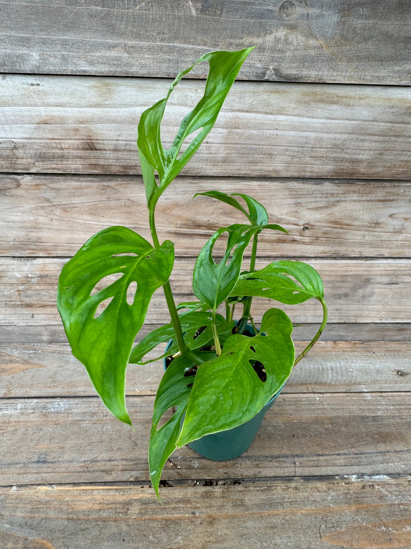 Monstera adansonii