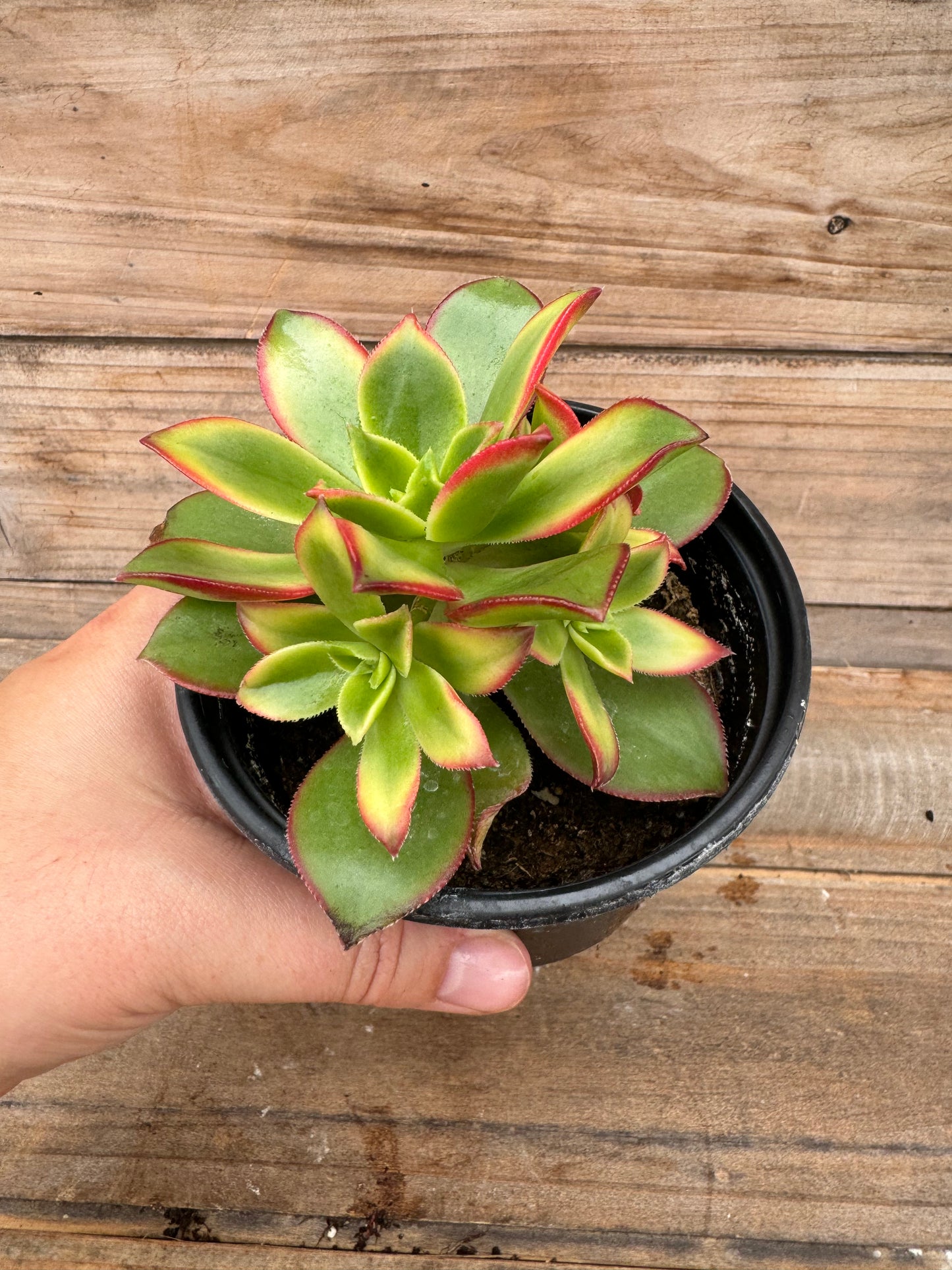 Assorted succulents (4")