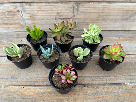 Assorted succulents (2")