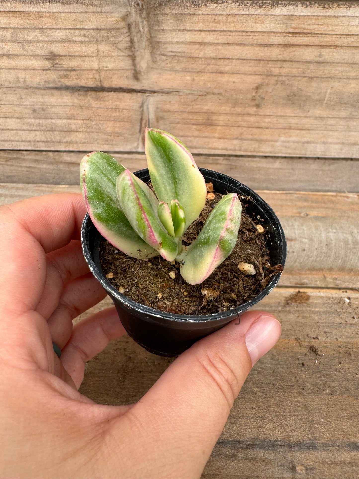 Assorted succulents (2")