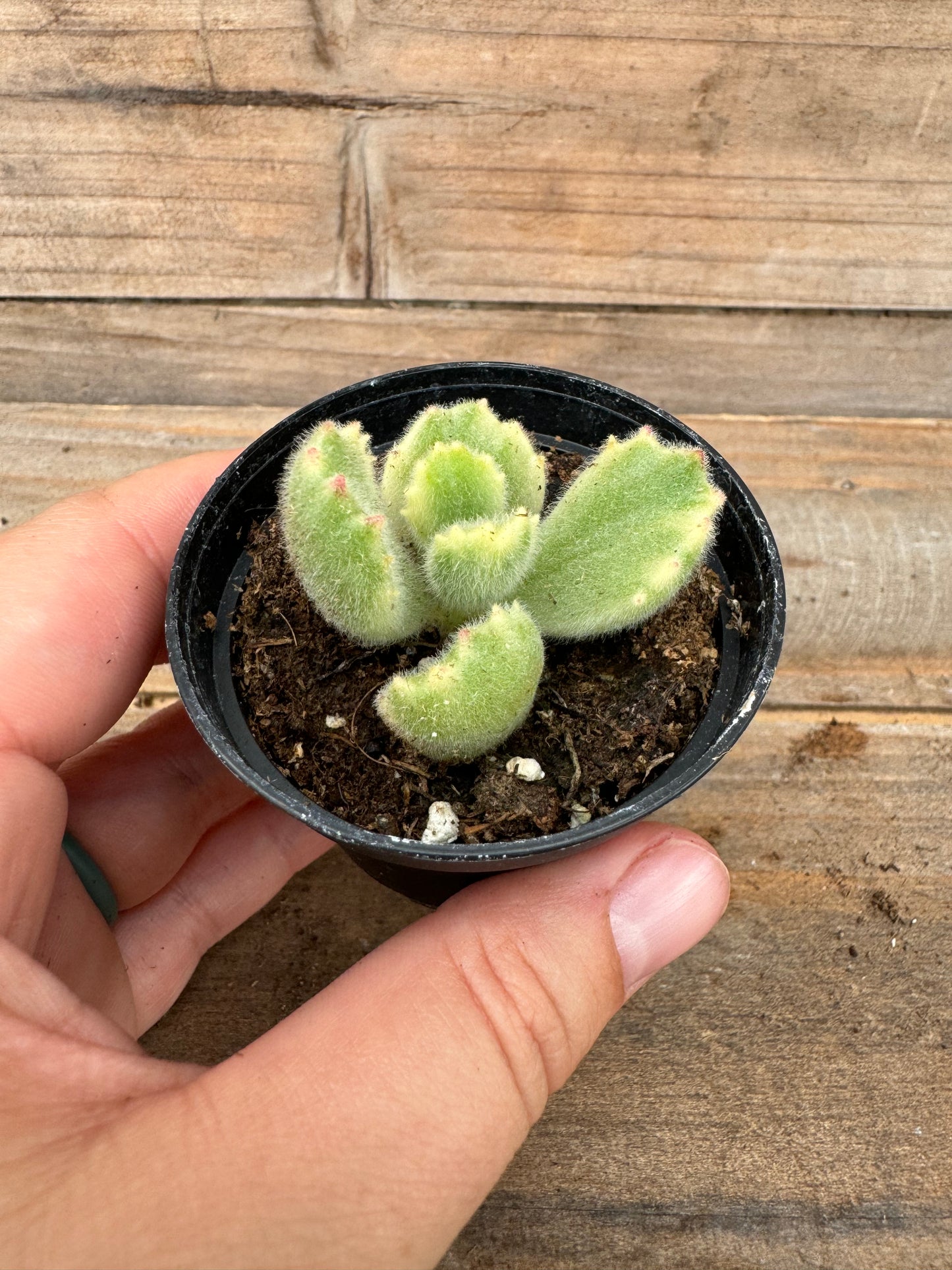 Assorted succulents (2")