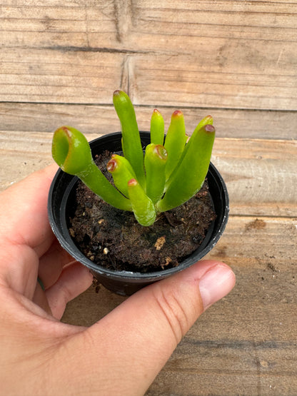 Assorted succulents (2")