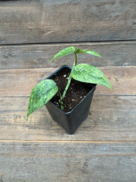 Epipremnum pinnatum 'Cebu Blue' variegata