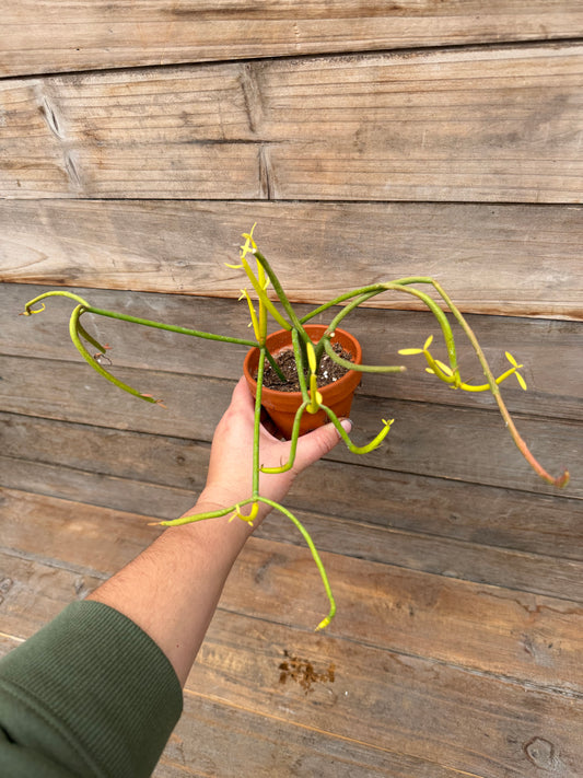 Euphorbia tirucalli (aka Pencil Cactus)