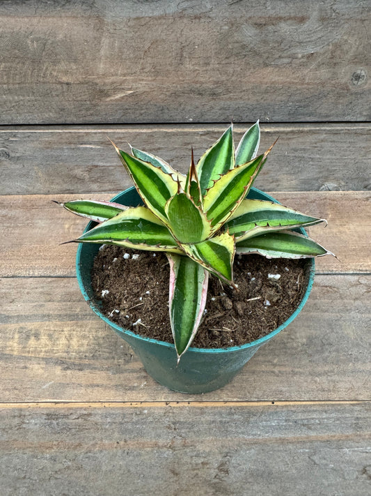 Agave Quad Colour