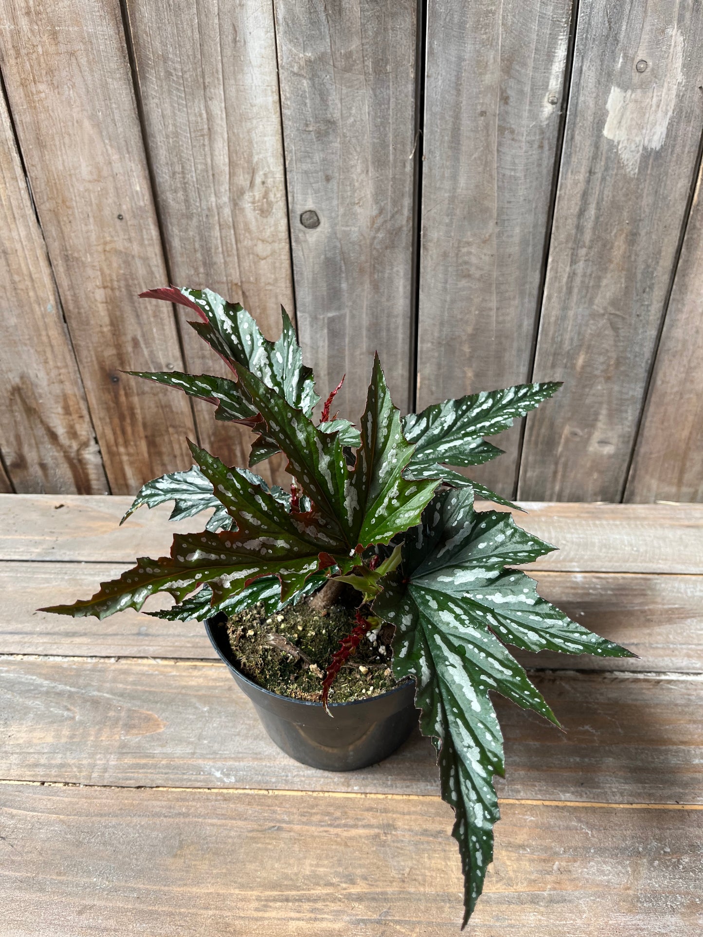 Angel Wing Begonia