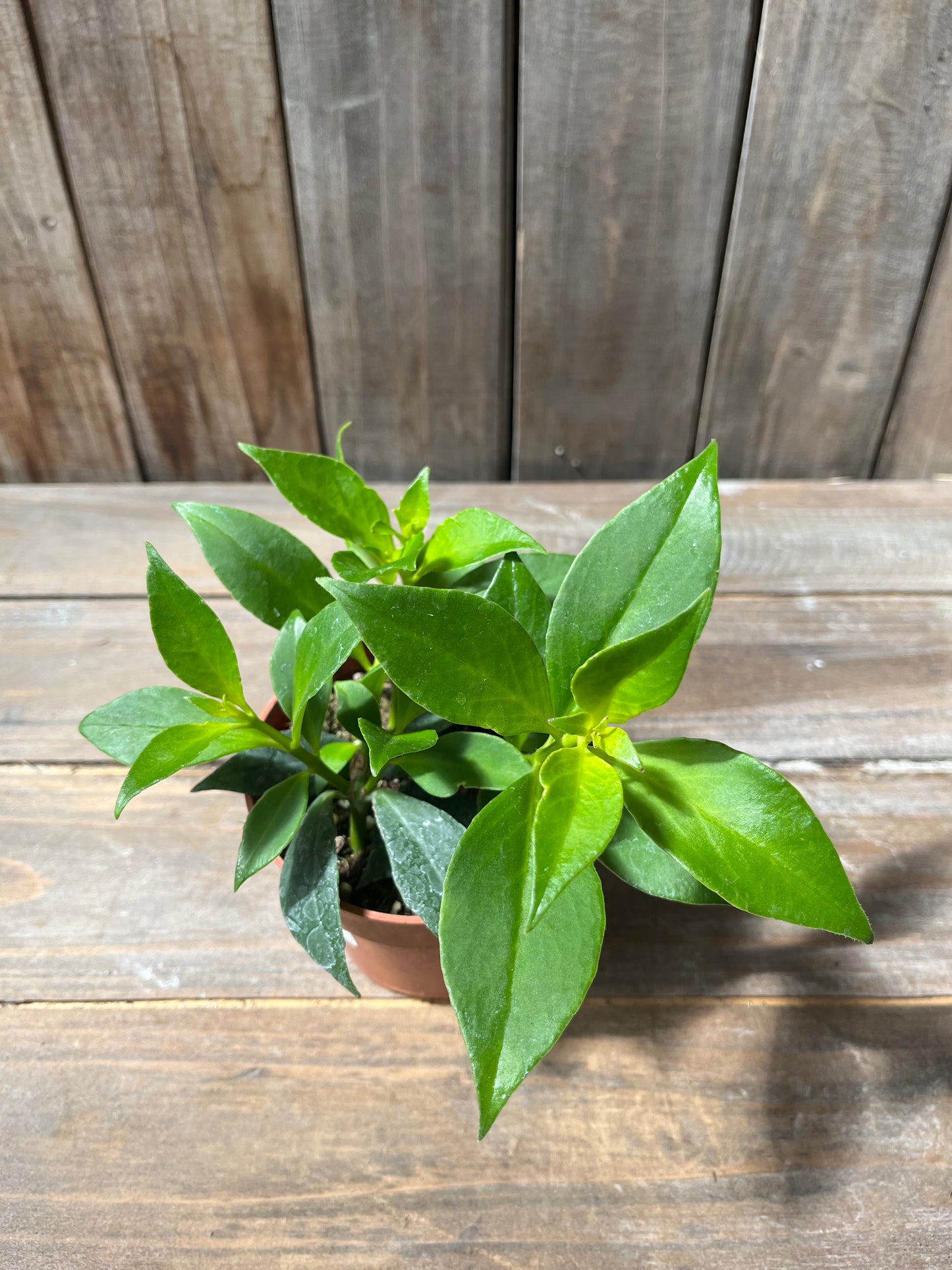 Aeschynanthus Orange (Lipstick Plant)