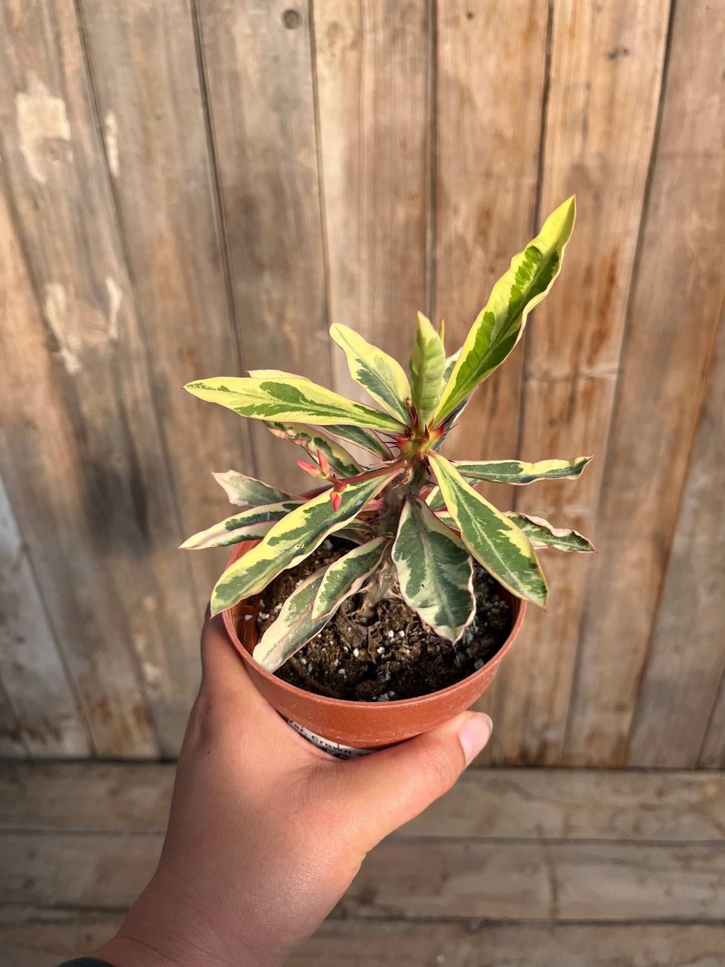 Euphorbia Milii Variegated (Crown of thorns)