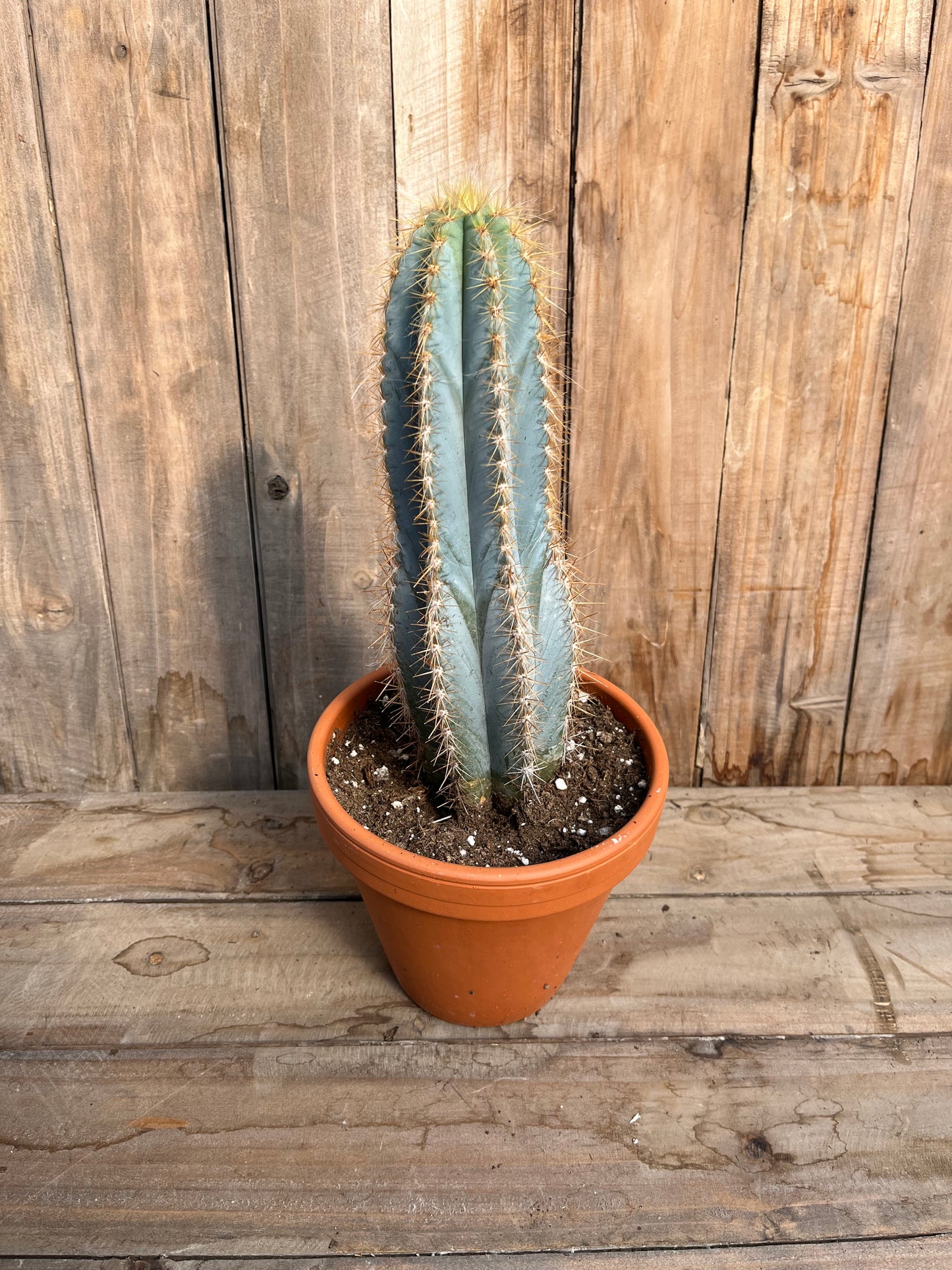 Blue Candle Cactus (LOCAL PICK UP ONLY)