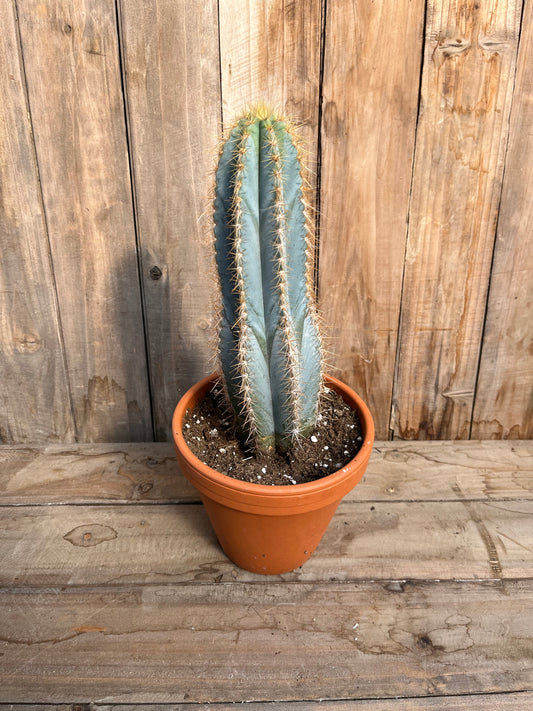 Blue Candle Cactus