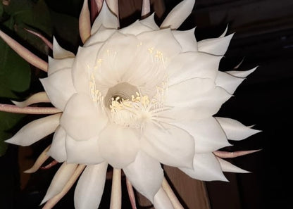 Epiphyllum Queen of the Night