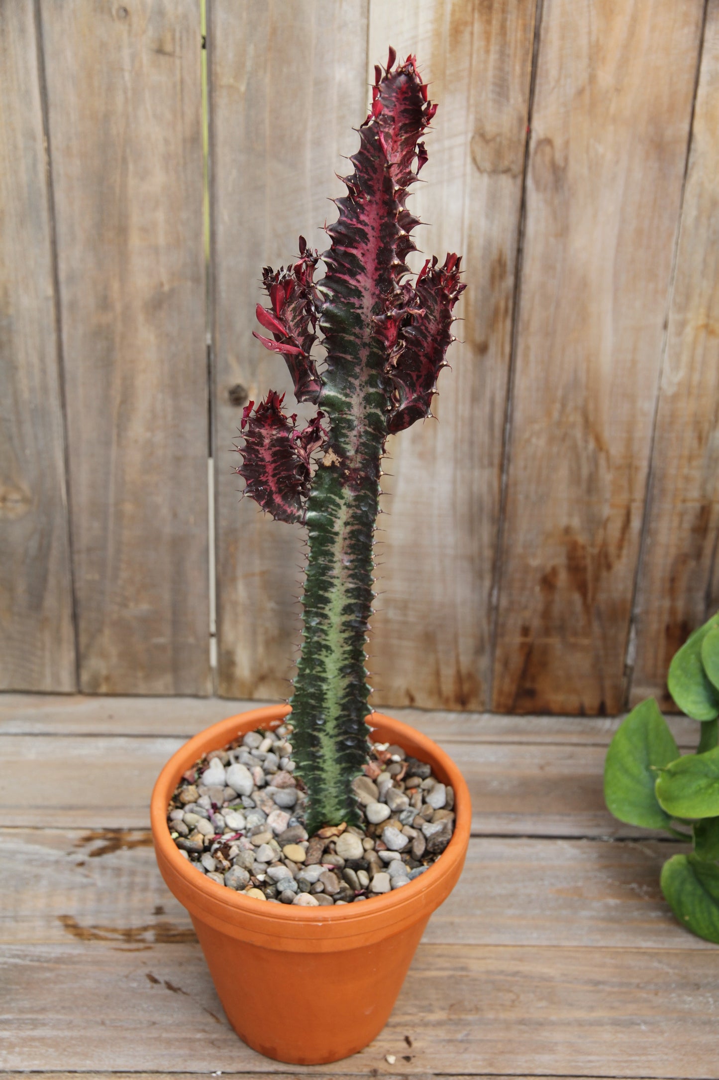 Euphorbia Trigona Rubra (LOCAL PICK UP ONLY)