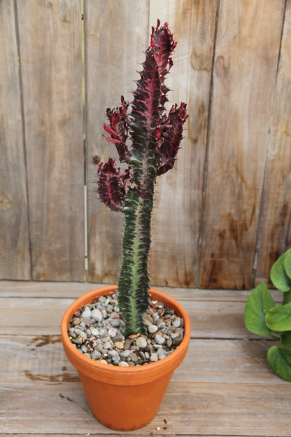 Euphorbia Trigona Rubra (LOCAL PICK UP ONLY)