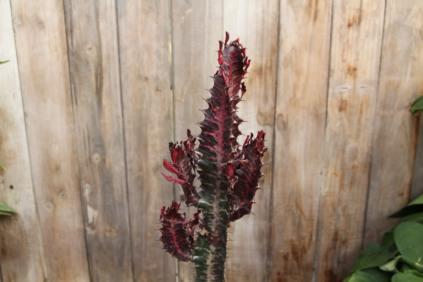 Euphorbia Trigona Rubra (LOCAL PICK UP ONLY)