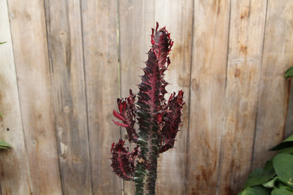 Euphorbia Trigona Rubra (LOCAL PICK UP ONLY)