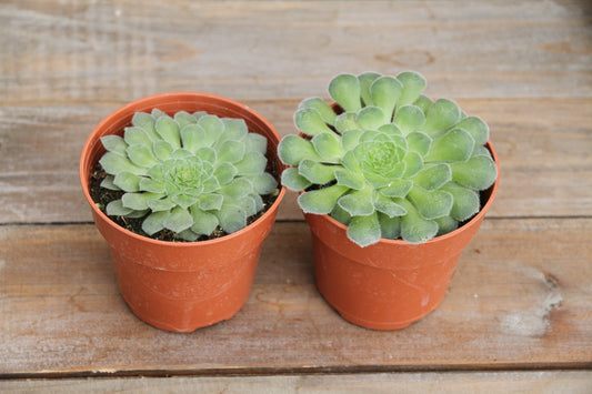 Aeonium Tabuliforme (Dinner Plate Aeonium)