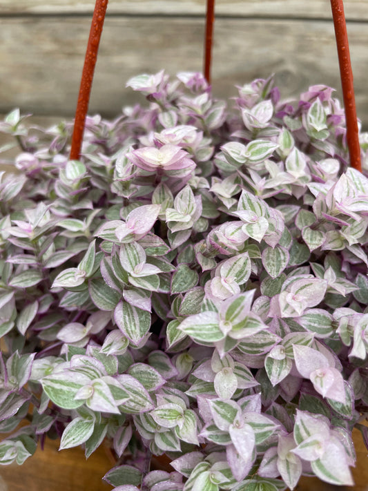 Callisia Repens ‘Pink Lady’